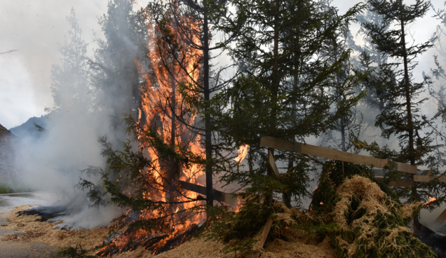 Tannenbäume brennen am Zentrum am Berg als Experiment.